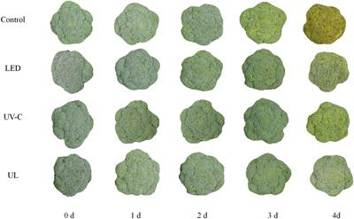 The Microbial Metagenome of Eluates Obtained From the Surface of <mark class="highlighted">Broccoli</mark> Heads Subjected to Different Light Treatments